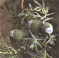 Les fruits du cadier