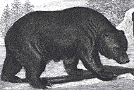 L'ours du Tarat